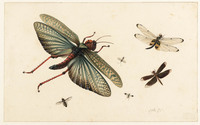U 001
<br/>
Zes vliegende Insekten
<br/>
<em>Henstenburgh, Herman (1667-1726)</em>